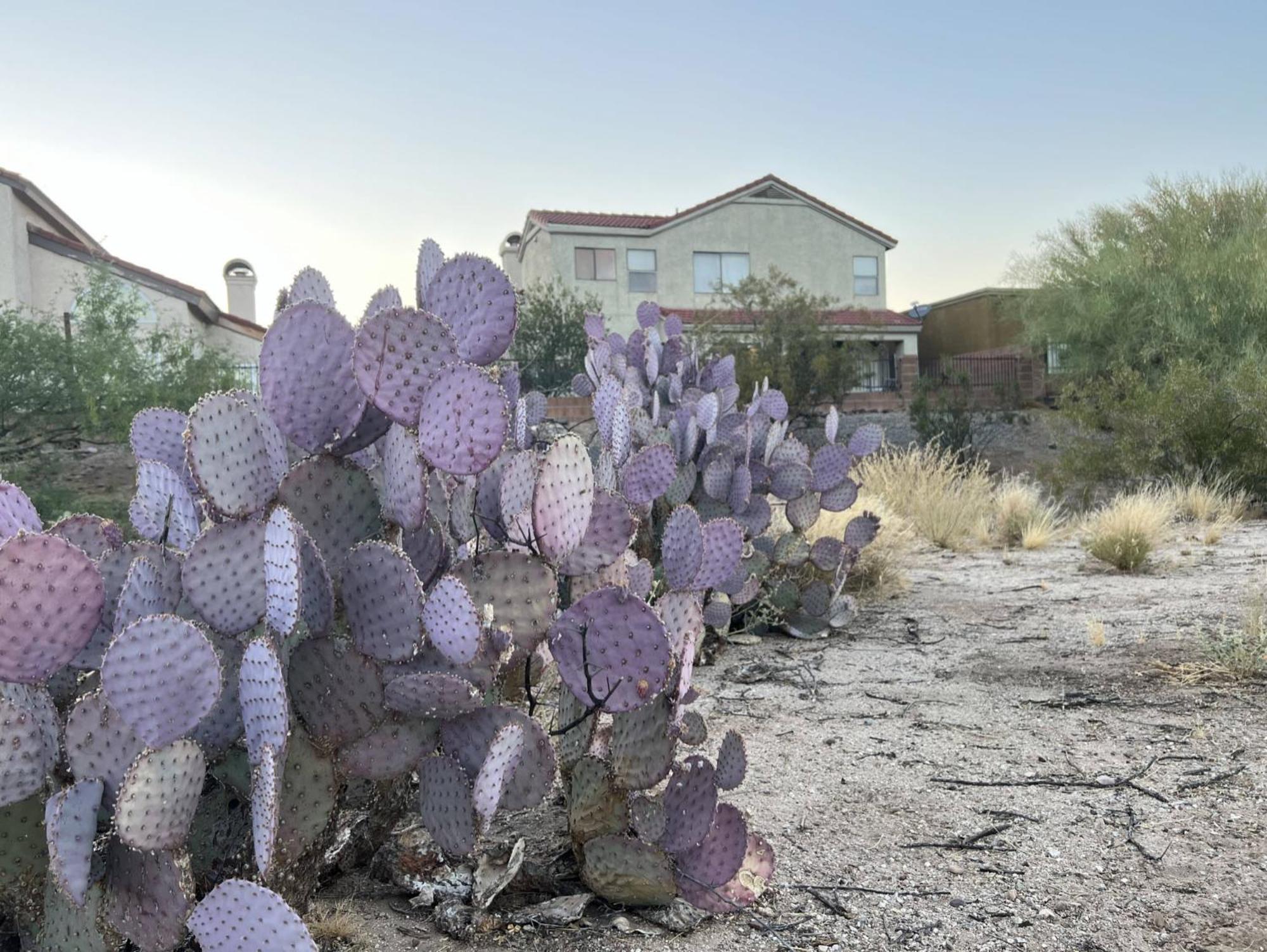 Private Home - Billiards, Mountain Views, Private Desert Access, Hoa Pool & Spa, Bbq, At Lambert Park - Bourbondale Tucson Exterior foto
